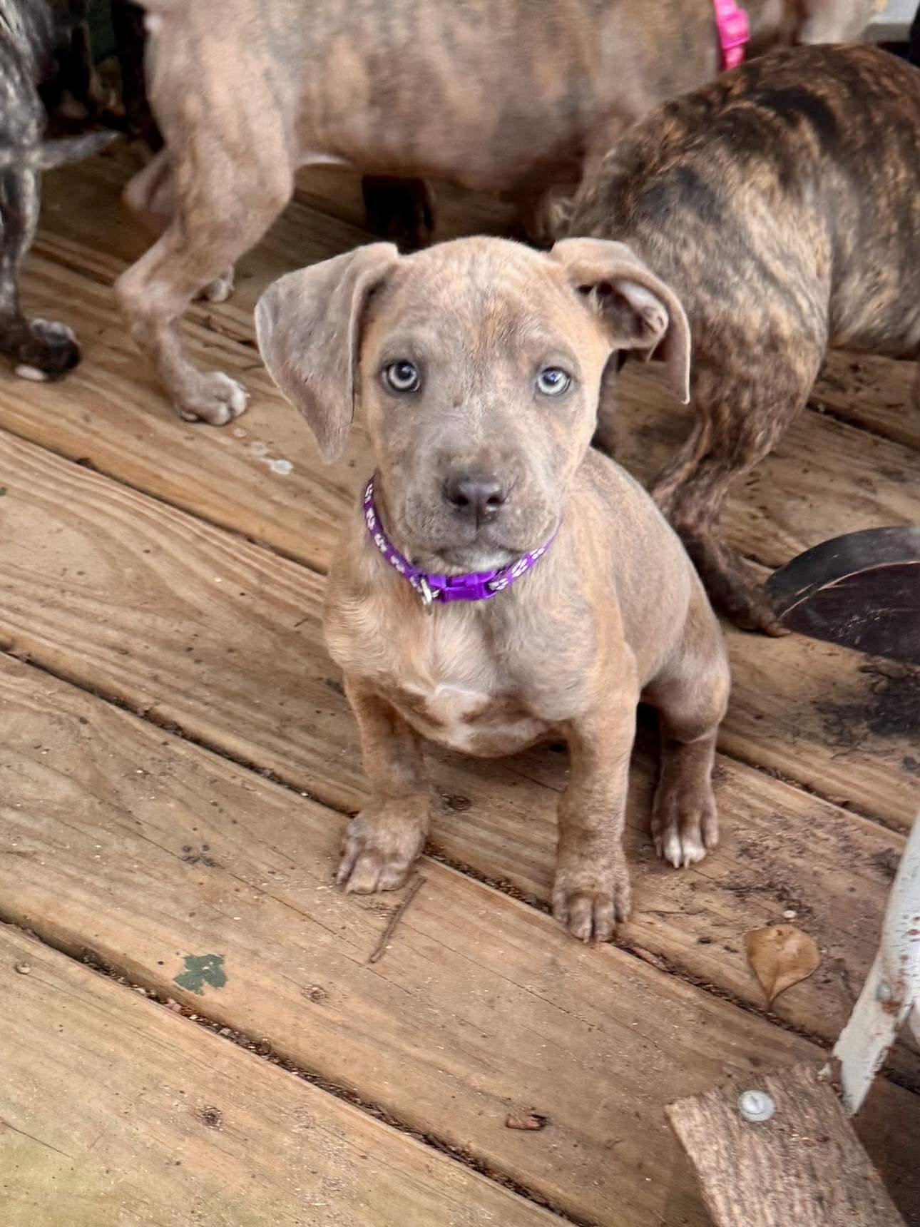 Nona, ADOPTABLE, Puppy Female American Staffordshire Terrier.