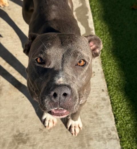 Enlarge Poppy , a ADOPTABLE mixed breed in Fayetteville, AR image 2/6