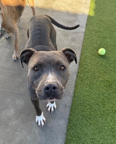 Enlarge Poppy , a ADOPTABLE mixed breed in Fayetteville, AR image 6/6