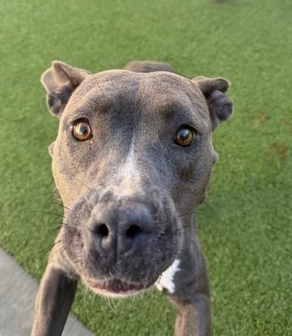 Enlarge Poppy , a ADOPTABLE mixed breed in Fayetteville, AR image 1/6