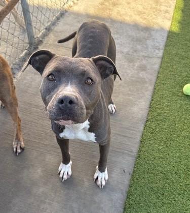 Enlarge Poppy , a ADOPTABLE mixed breed in Fayetteville, AR image 3/6