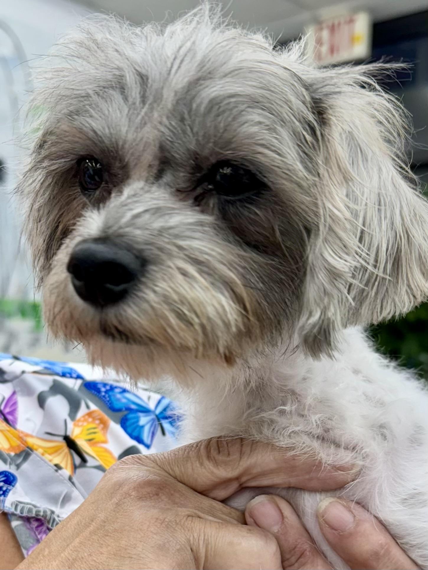 Toffee , Adoptable, Young Female Yorkshire Terrier & Papillon.