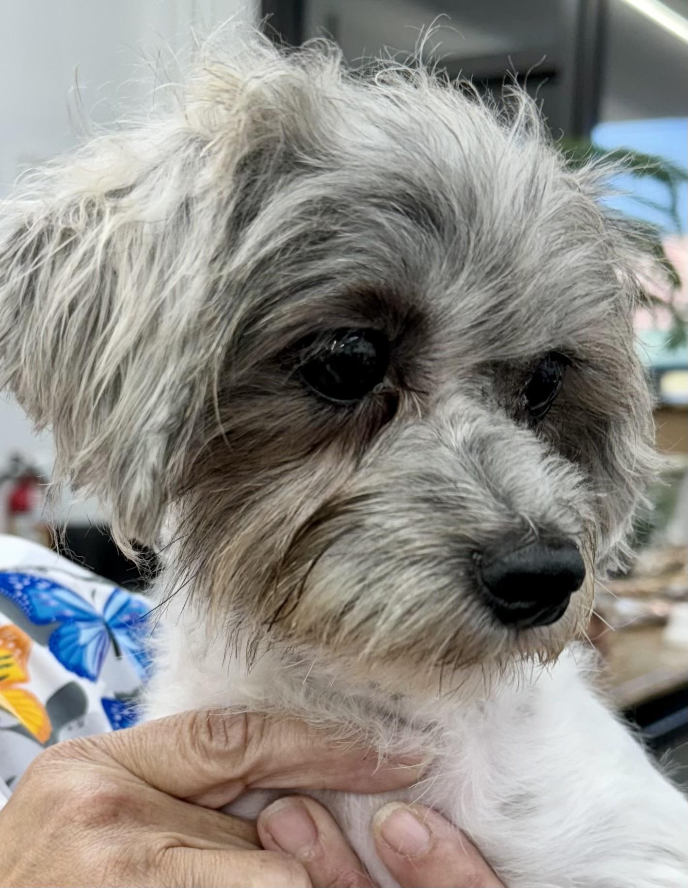 Enlarge Toffee , a Adoptable mixed breed in West Palm Beach, FL image 2/5