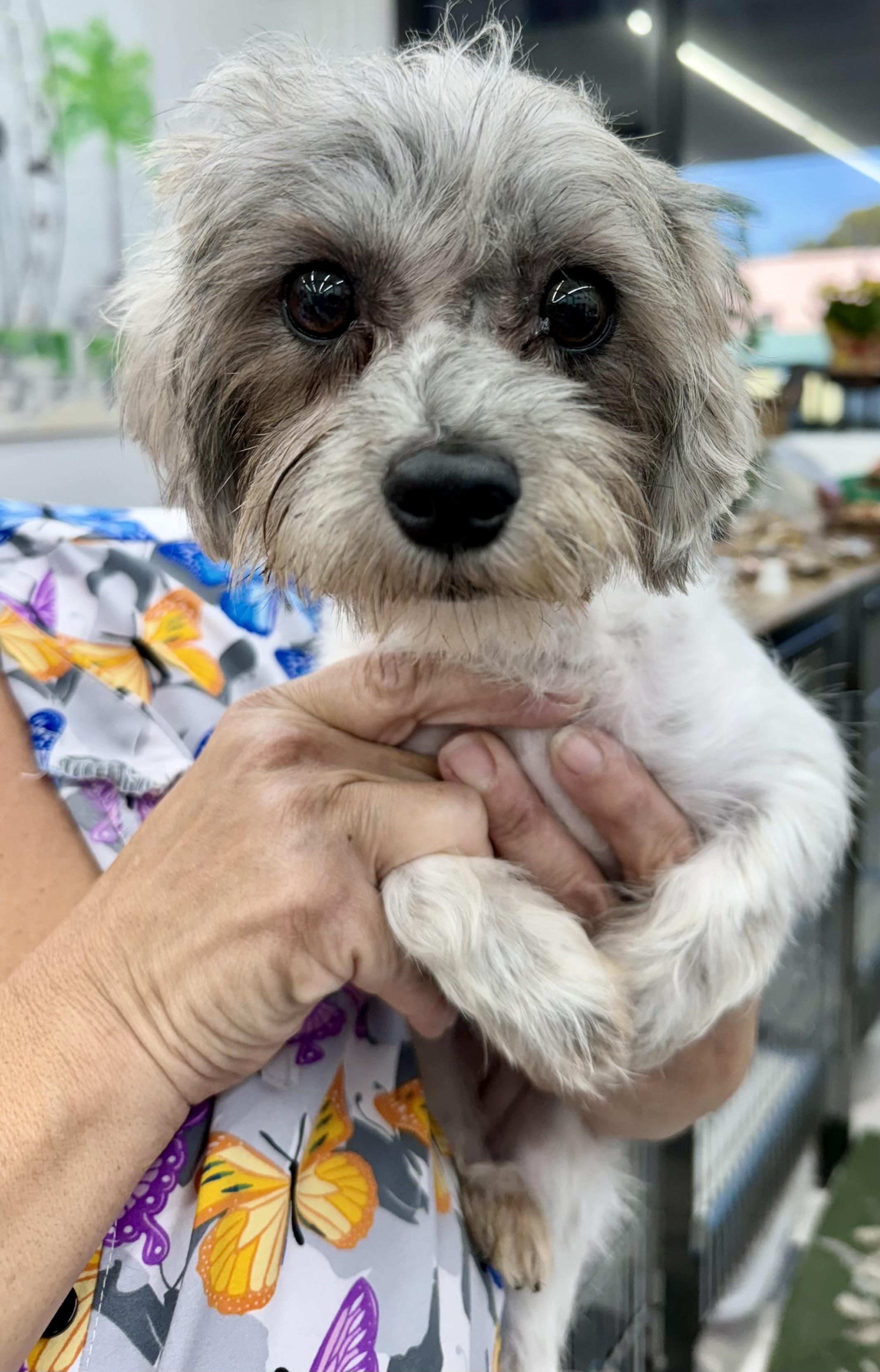 Enlarge Toffee , a Adoptable mixed breed in West Palm Beach, FL image 4/5