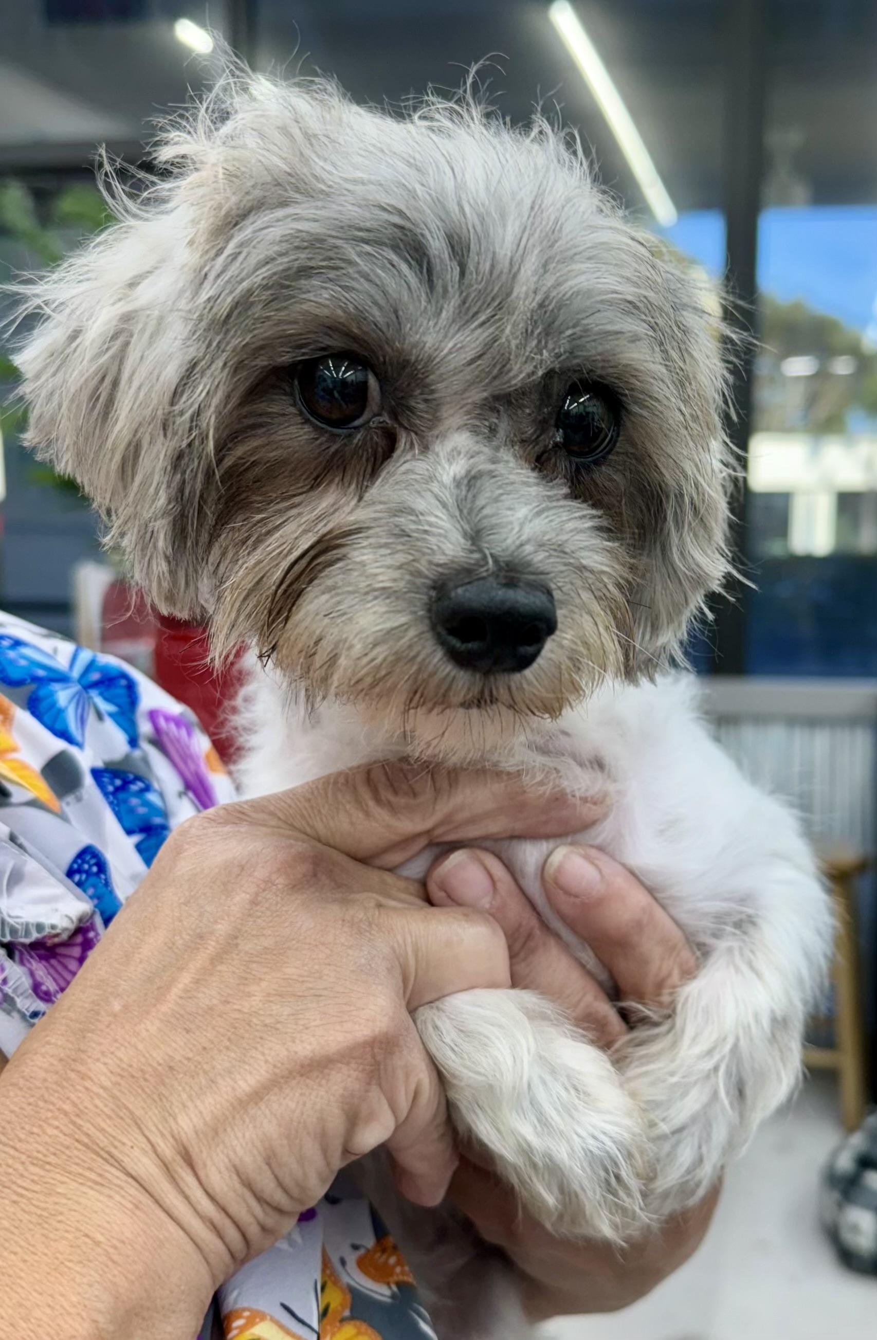 Enlarge Toffee , a Adoptable mixed breed in West Palm Beach, FL image 3/5