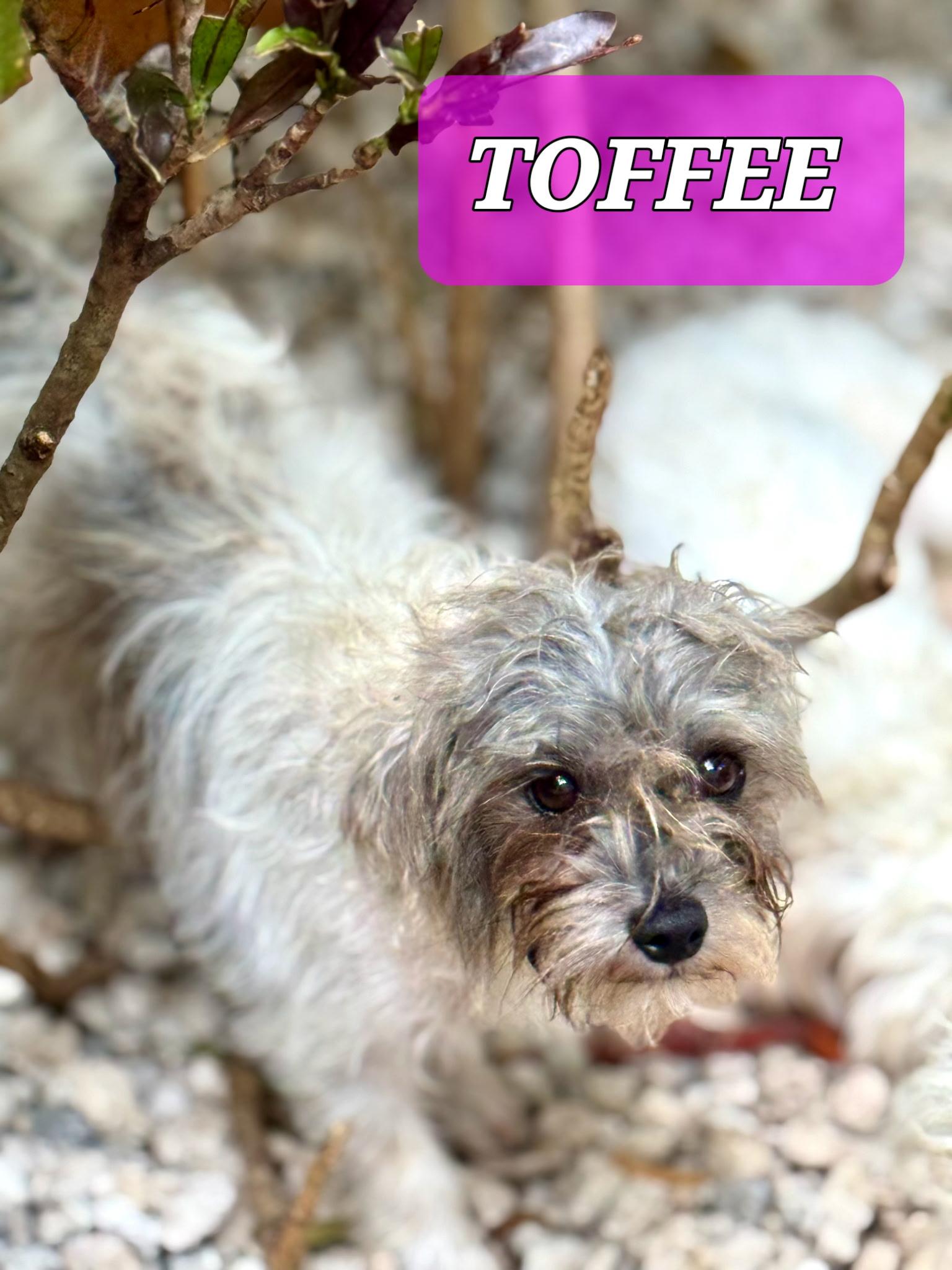 Enlarge Toffee , a Adoptable mixed breed in West Palm Beach, FL image 5/5