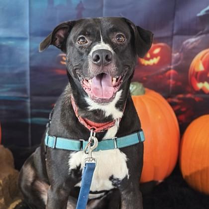 Fortnight, Adoptable, Adult Male Labrador Retriever & Mixed Breed.