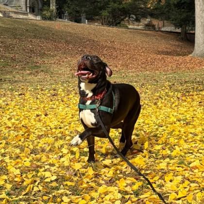 Enlarge Fortnight, a Adoptable mixed breed in Richmond, VA image 4/6