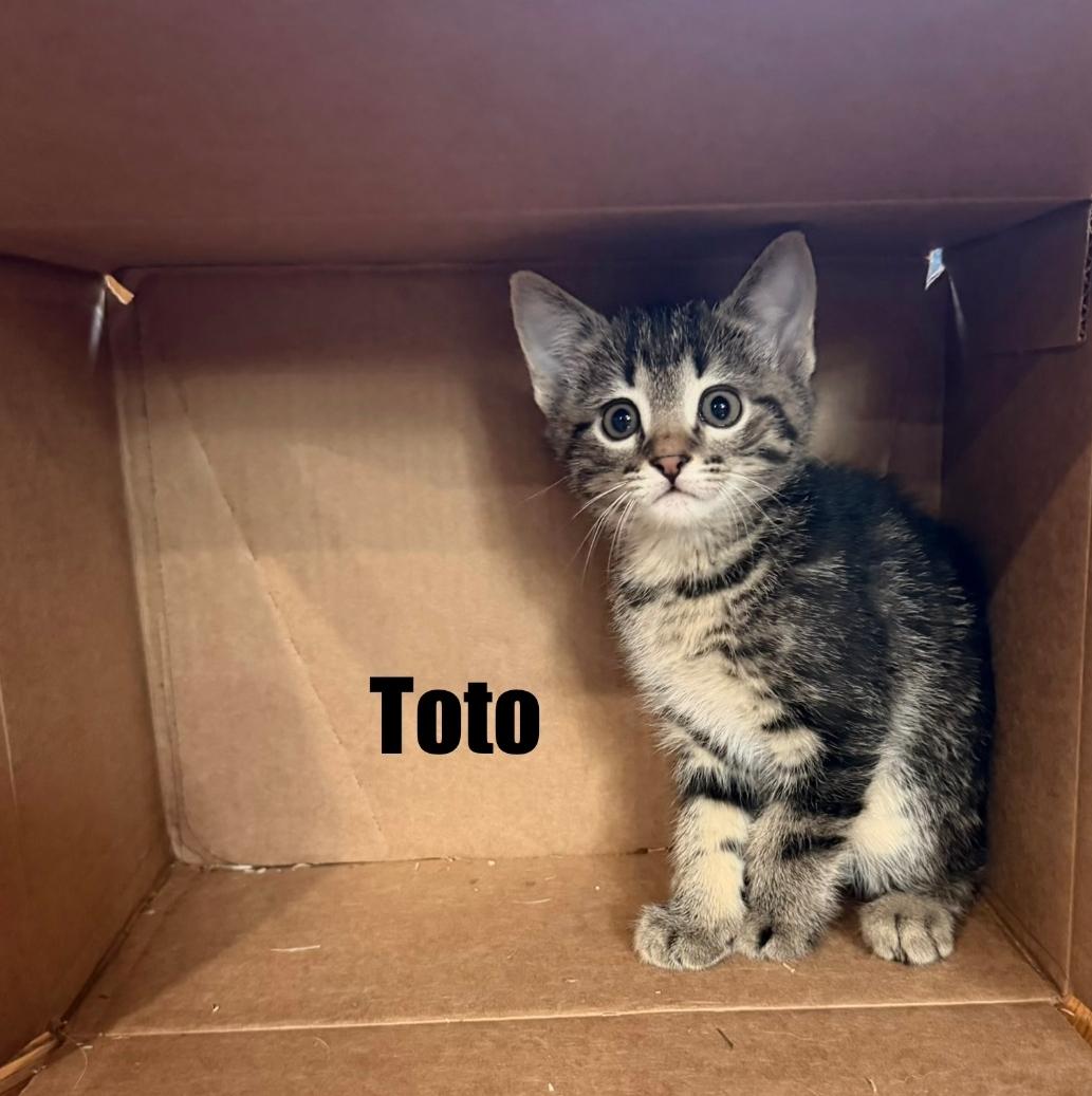 Toto, adopted, Kitten Male Domestic Short Hair.
