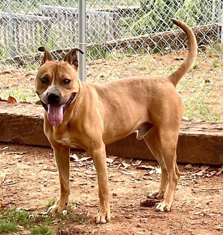 Nico, Adoptable, Young Male Pit Bull Terrier.