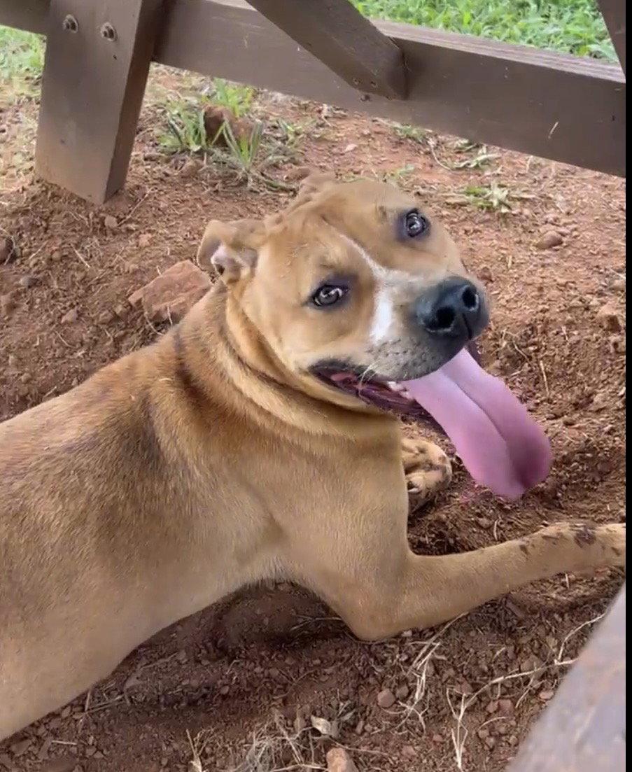 Nico, Adoptable, Young Male Pit Bull Terrier.