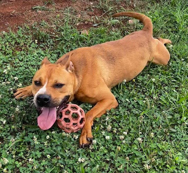 Enlarge Nico, a Adoptable Pit Bull Terrier in Carrollton, GA image 2/3