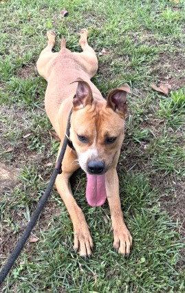 Nico, a Adoptable Pit Bull Terrier in Carrollton, GA image 2/3