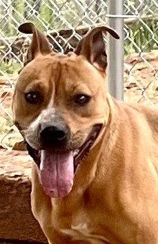 Nico, a Adoptable Pit Bull Terrier in Carrollton, GA image 3/3