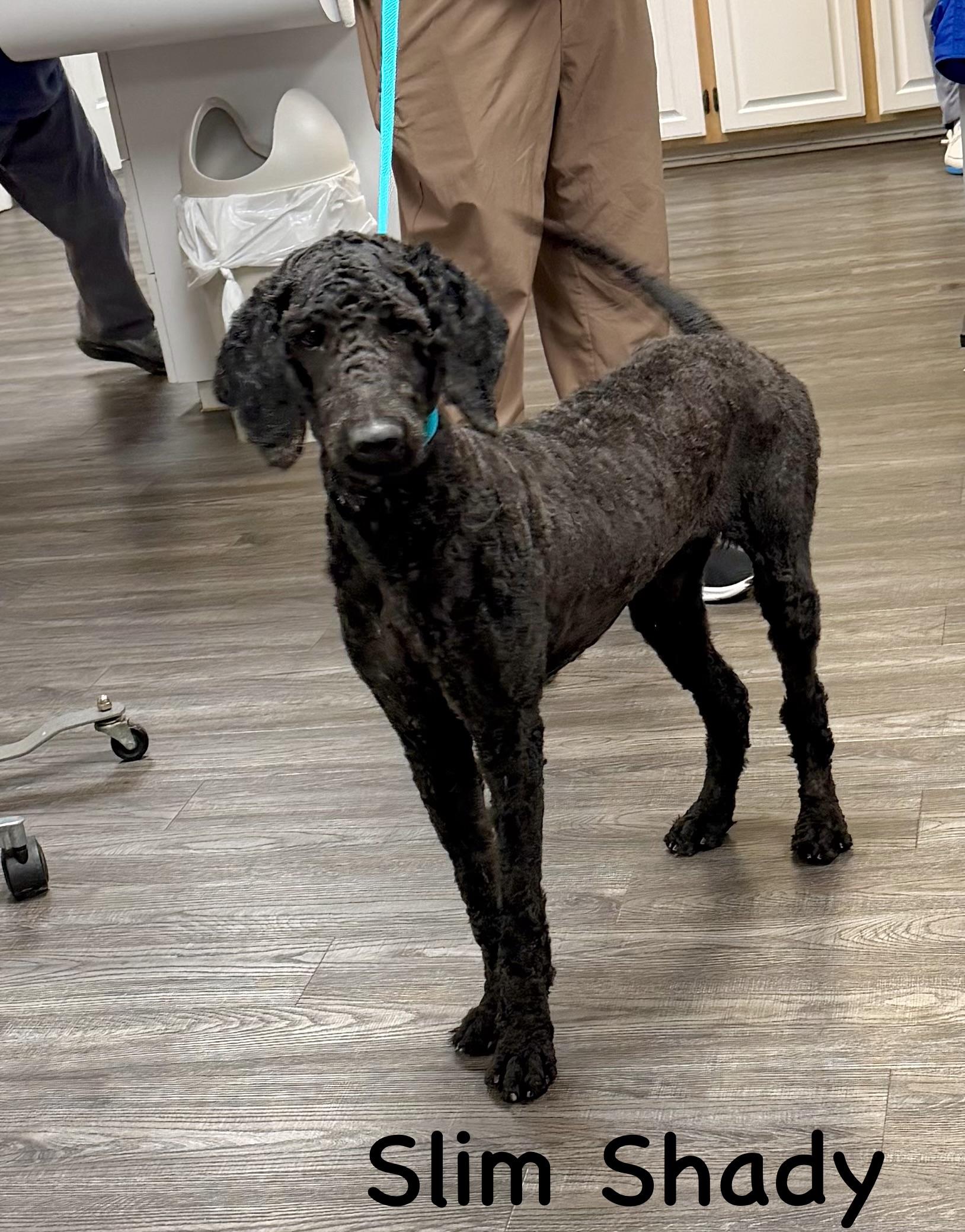 Slim shady , ADOPTABLE, Young Male Standard Poodle.