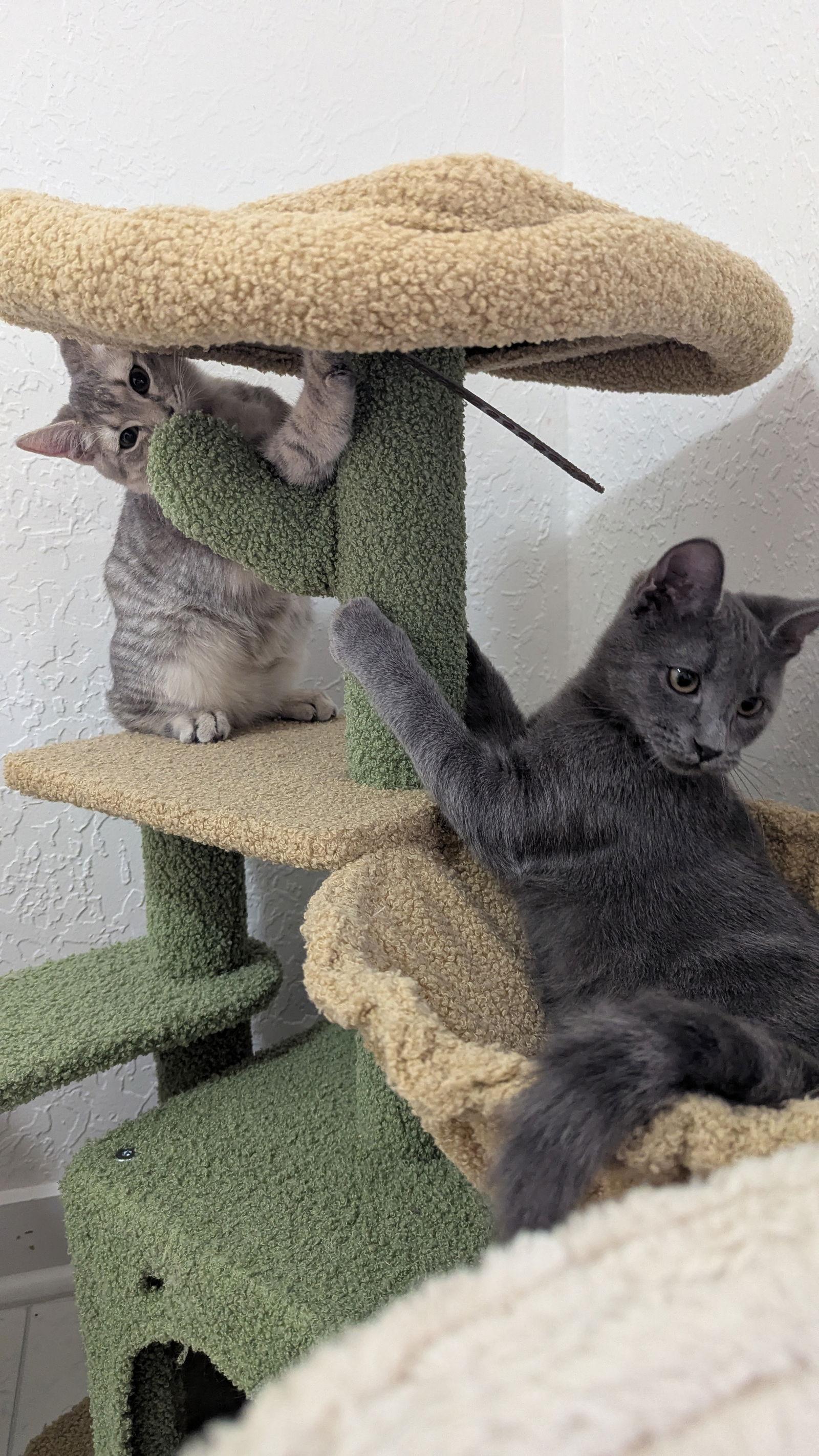 Churro, Adoptable, Young Female Domestic Short Hair.