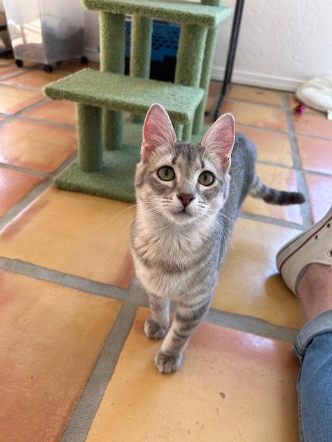 Enlarge Churro, a Adoptable Domestic Short Hair in Dripping Springs, TX image 2/3