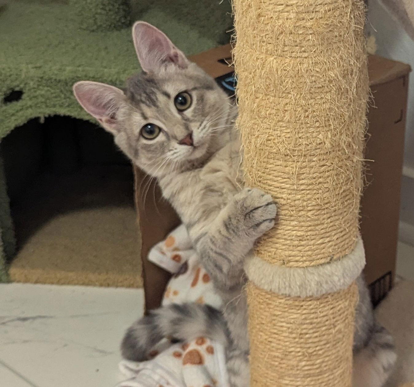 Enlarge Churro, a Adoptable Domestic Short Hair in Dripping Springs, TX image 3/3