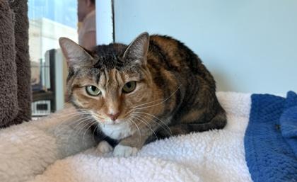 Enlarge Regina, a Adoptable Domestic Short Hair in Palm Coast, FL image 1/3