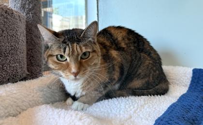 Enlarge Regina, a Adoptable Domestic Short Hair in Palm Coast, FL image 2/3