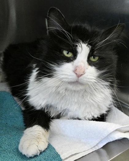 Enlarge Mr. Picklesworth, a Adoptable Domestic Long Hair in West Seneca, NY image 1/3