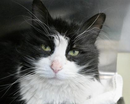 Enlarge Mr. Picklesworth, a Adoptable Domestic Long Hair in West Seneca, NY image 2/3