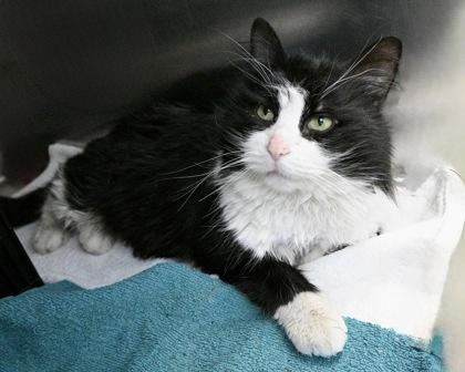 Enlarge Mr. Picklesworth, a Adoptable Domestic Long Hair in West Seneca, NY image 3/3