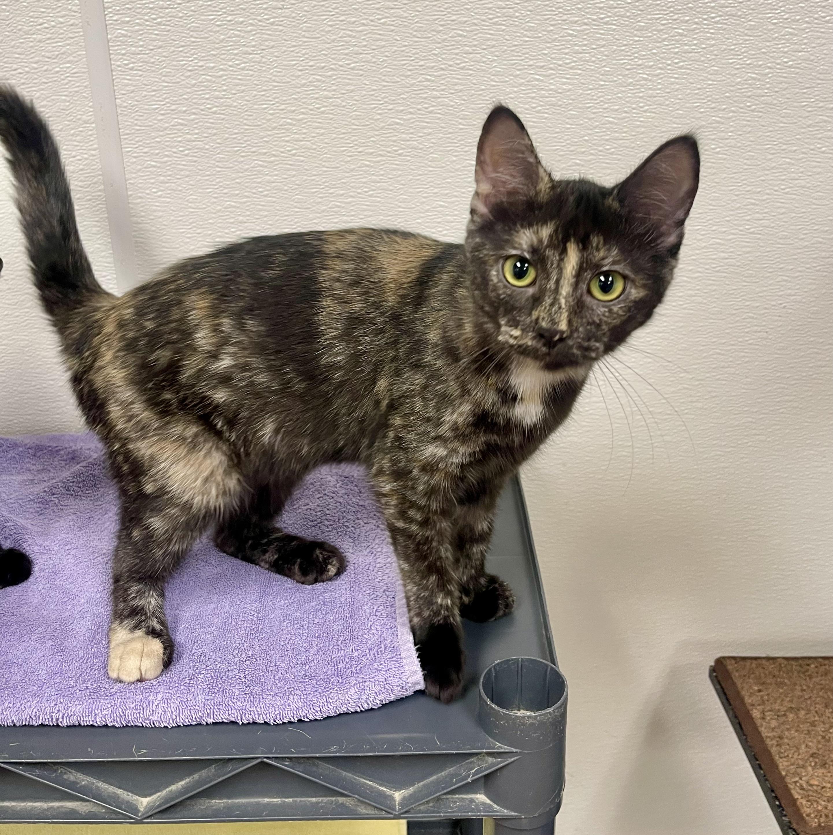 Enlarge Maple, a other Domestic Short Hair in Battle Creek, MI image 3/3