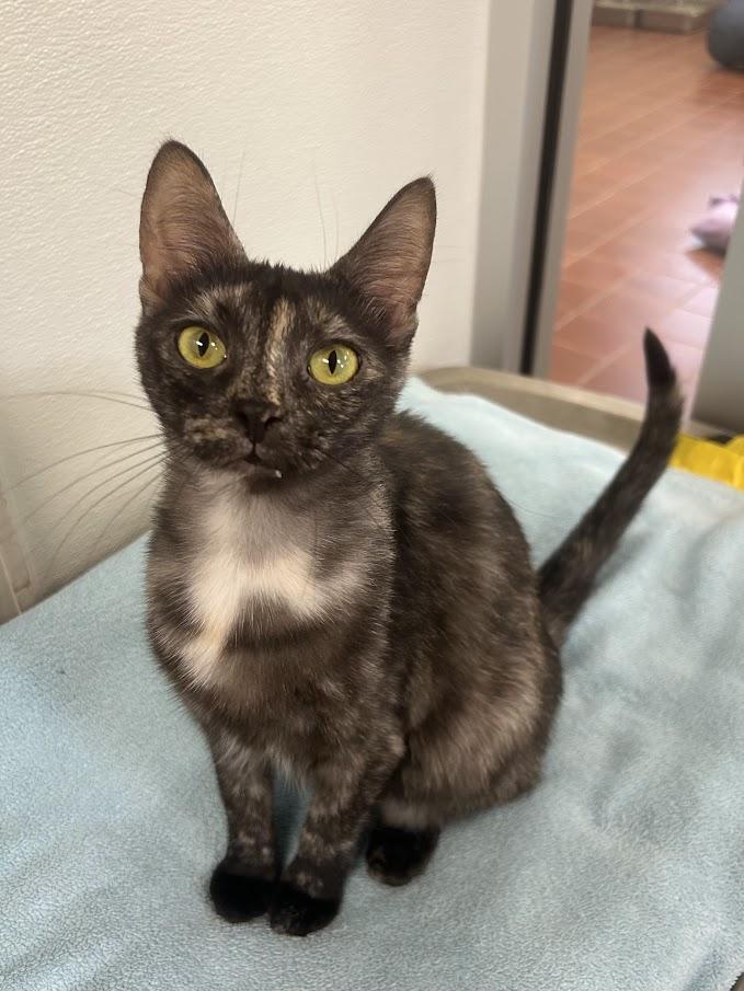 Enlarge Maple, a other Domestic Short Hair in Battle Creek, MI image 2/3