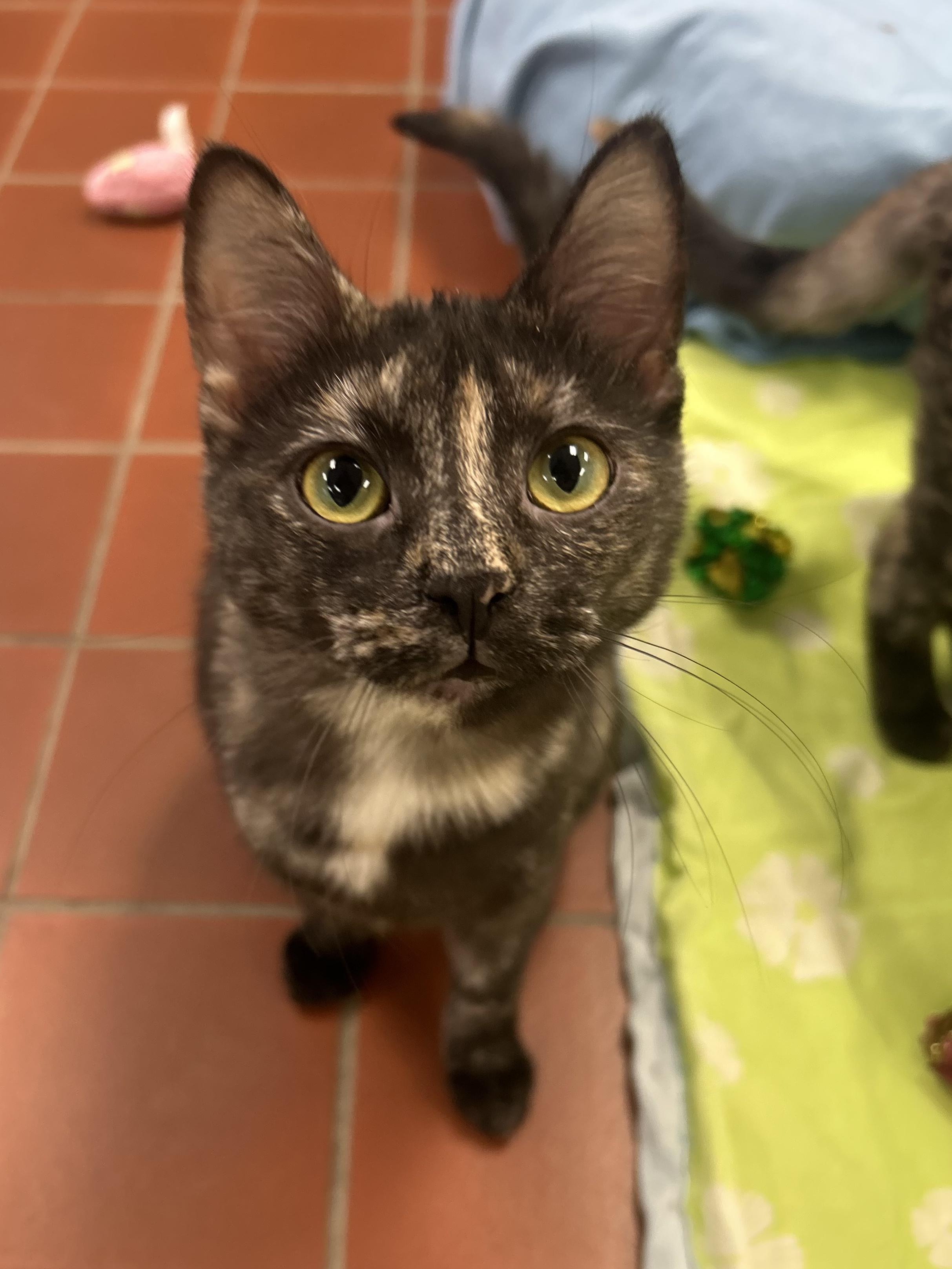Maple, Adoptable, Young Female Domestic Short Hair.