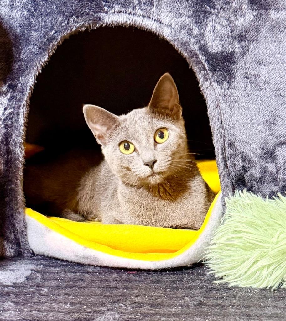 Karen Walker, Adoptable, Kitten Female Domestic Short Hair.