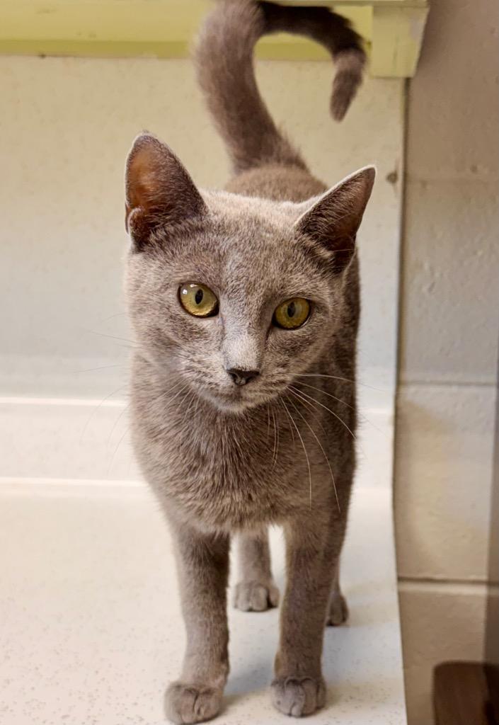 Karen Walker, a Adoptable mixed breed in Newnan, GA image 2/3