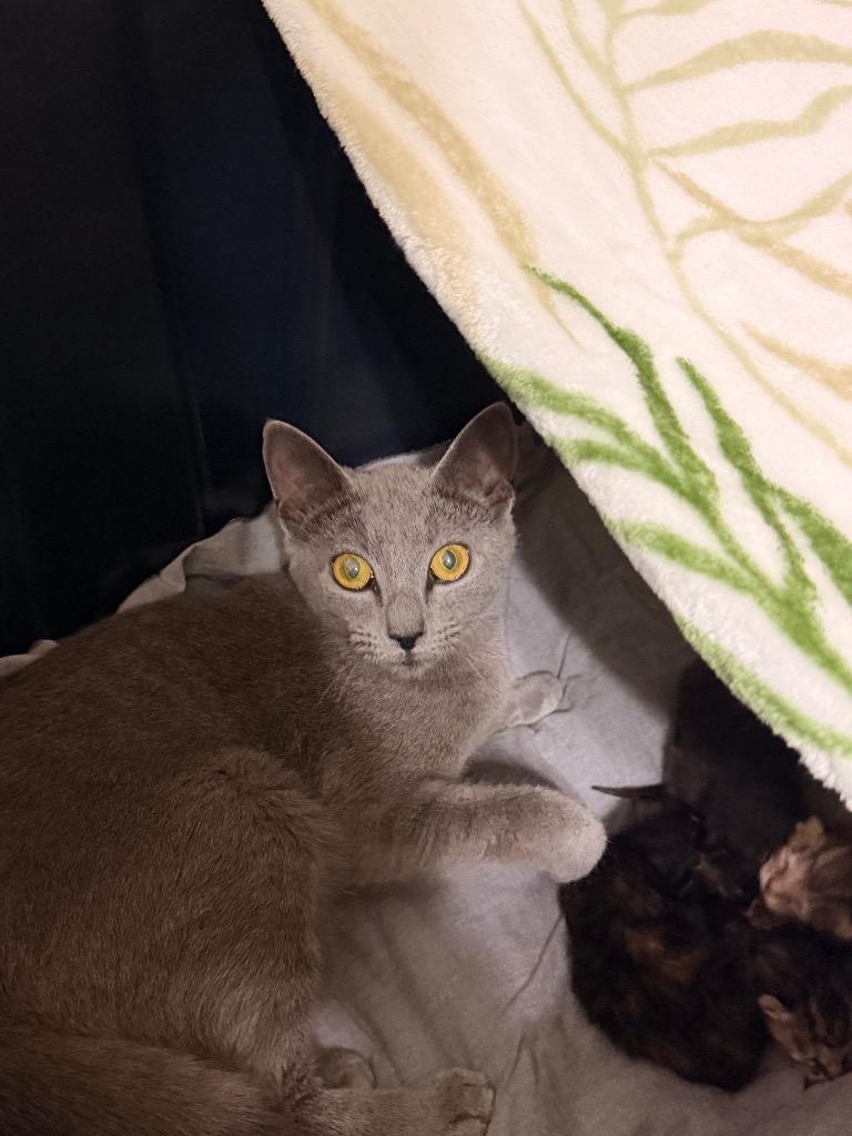 Karen Walker, a Adoptable mixed breed in Newnan, GA image 3/3