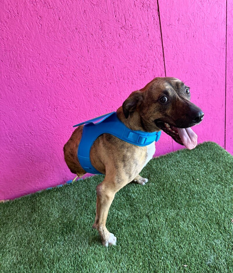 Enlarge Súper Max, a Adoptable mixed breed in San Diego, CA image 3/6