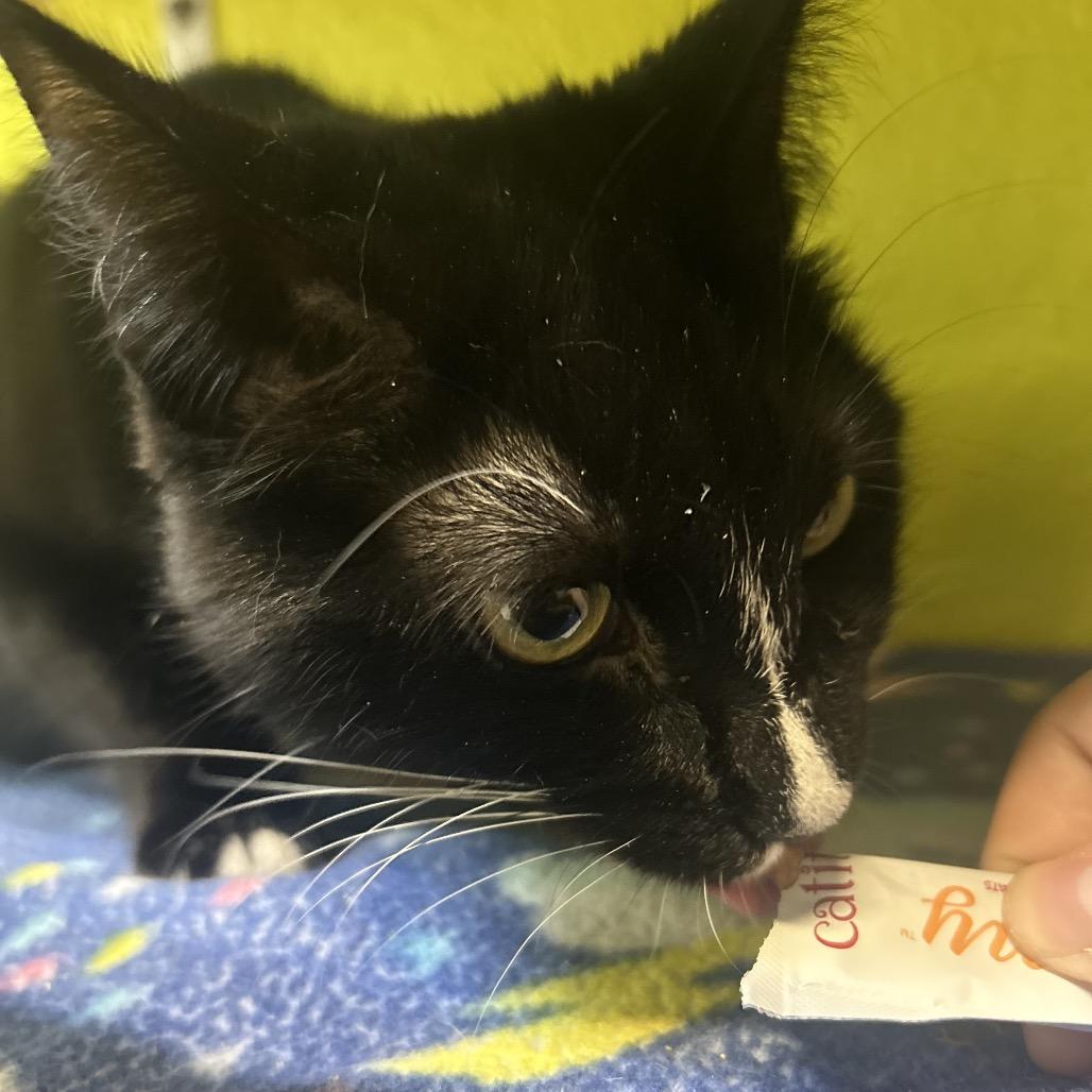 Enlarge Whisk, a Adoptable Domestic Short Hair in Fresno, CA image 1/5