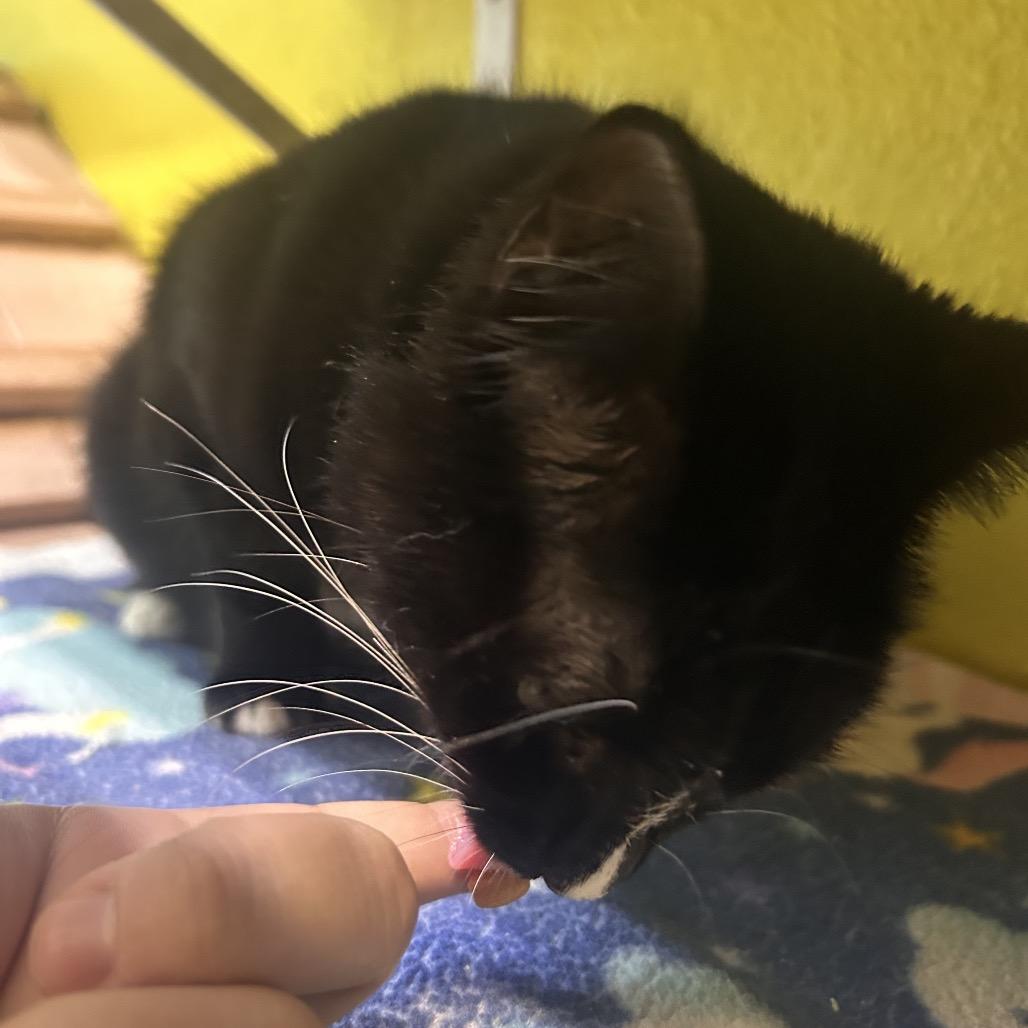 Enlarge Whisk, a Adoptable Domestic Short Hair in Fresno, CA image 2/5