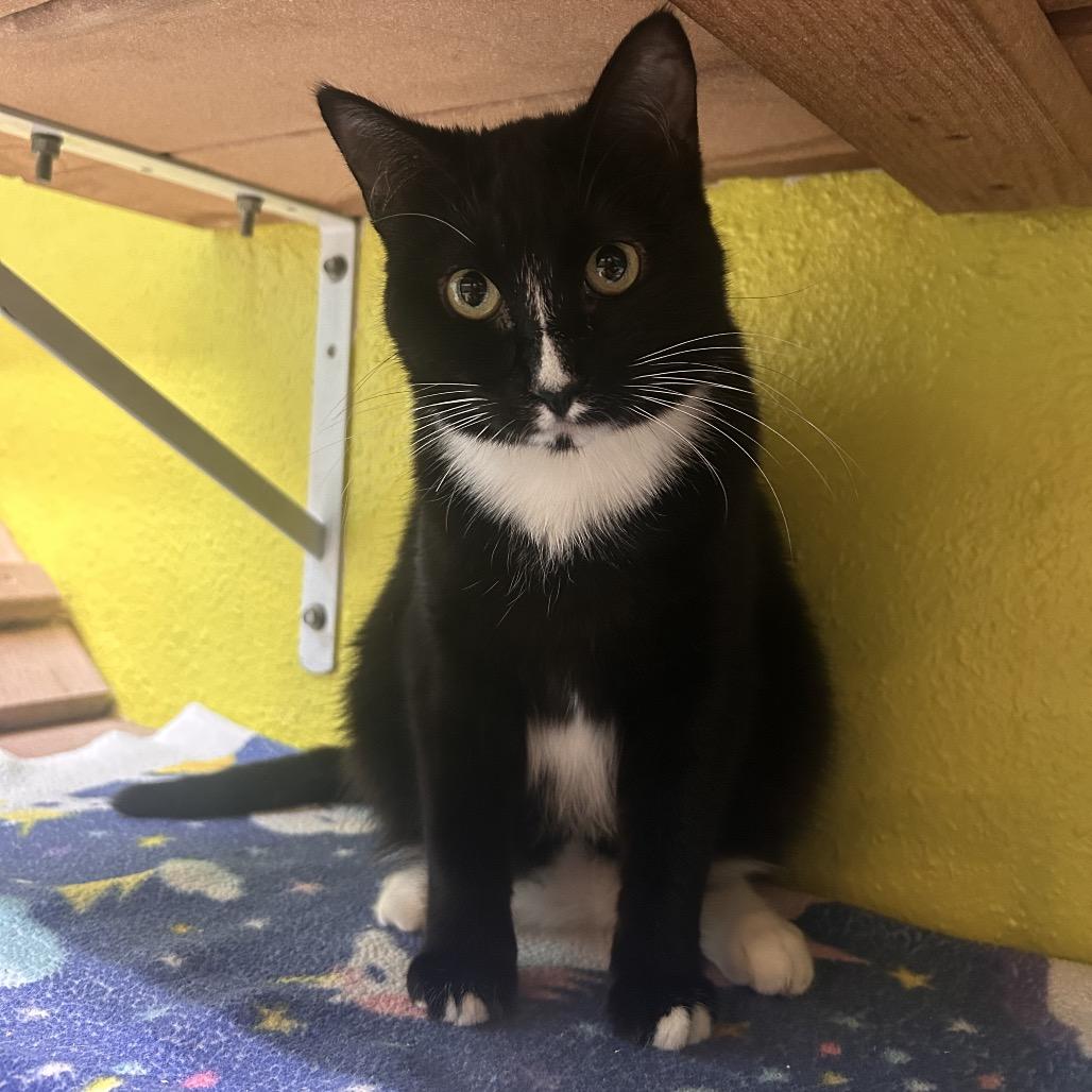 Enlarge Whisk, a Adoptable Domestic Short Hair in Fresno, CA image 3/5