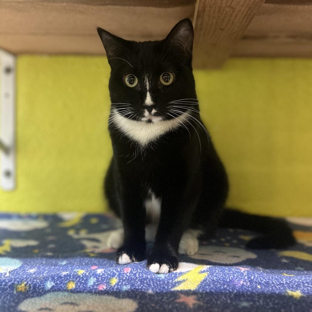 Enlarge Whisk, a Adoptable Domestic Short Hair in Fresno, CA image 4/5