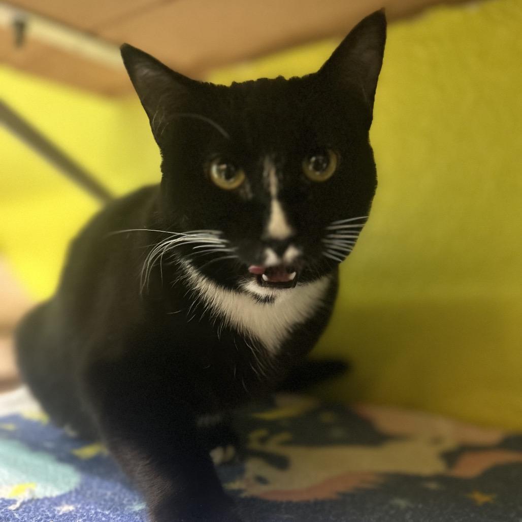 Enlarge Whisk, a Adoptable Domestic Short Hair in Fresno, CA image 5/5