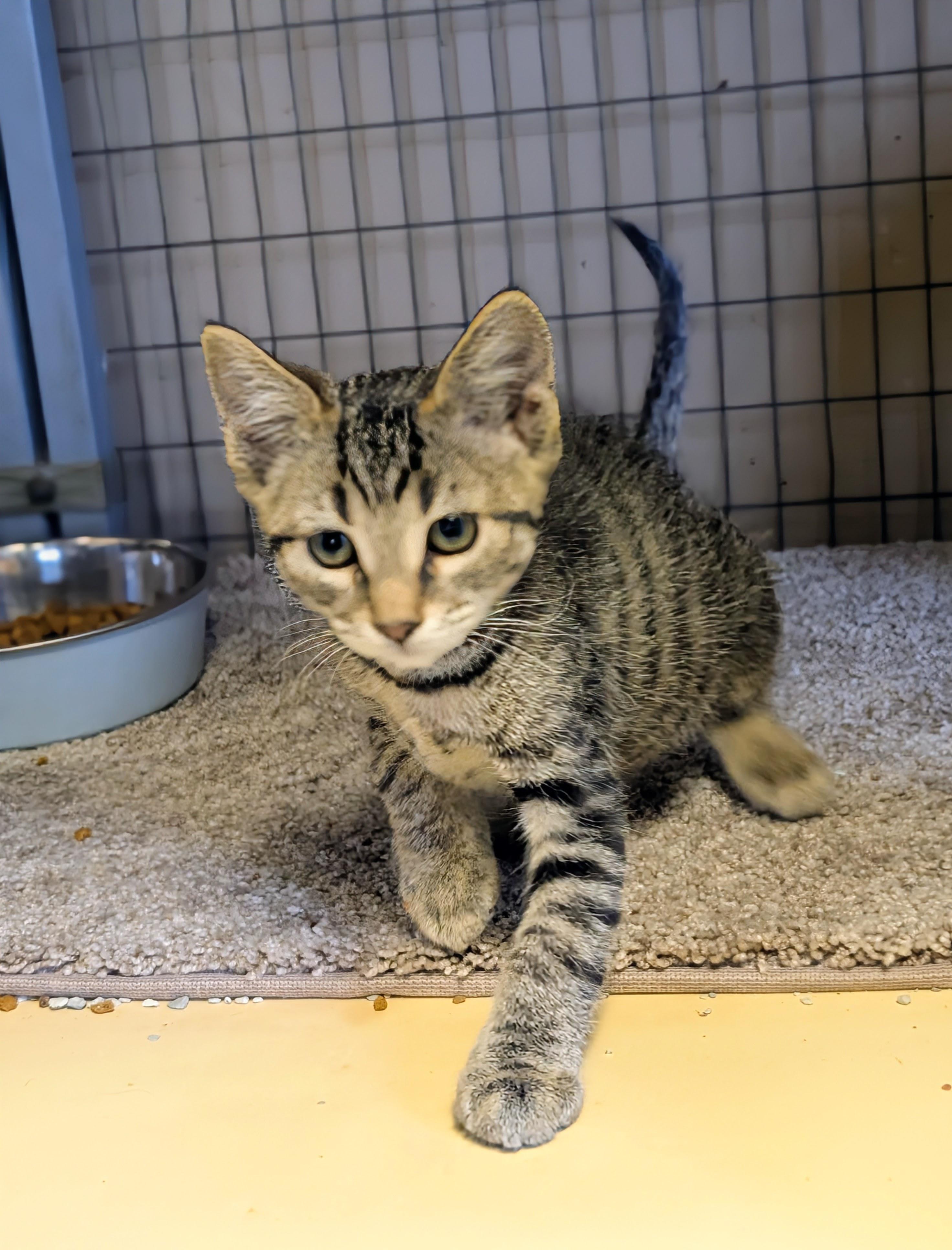 Enlarge Kittens, a Adoptable mixed breed in COEUR D ALENE, ID image 4/6
