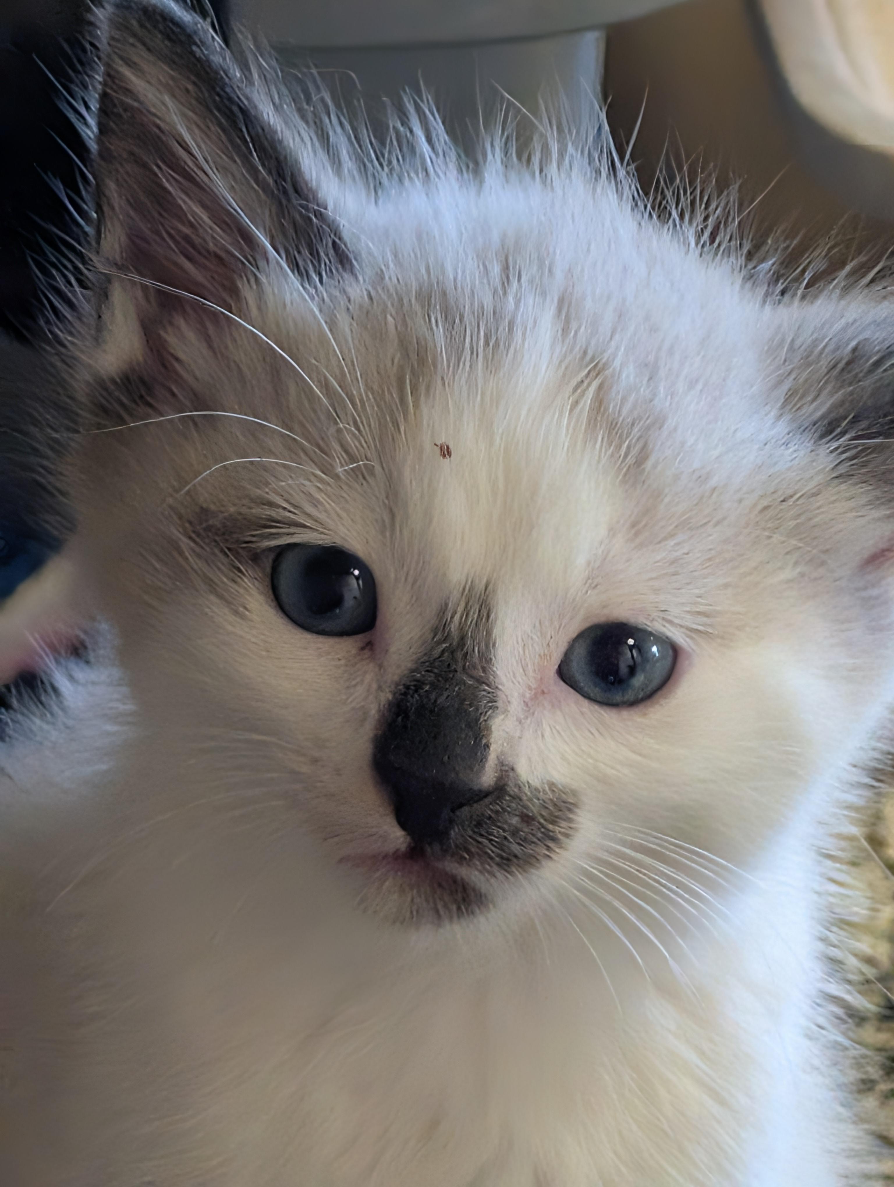 Enlarge Kittens, a ADOPTABLE mixed breed in COEUR D ALENE, ID image 3/5