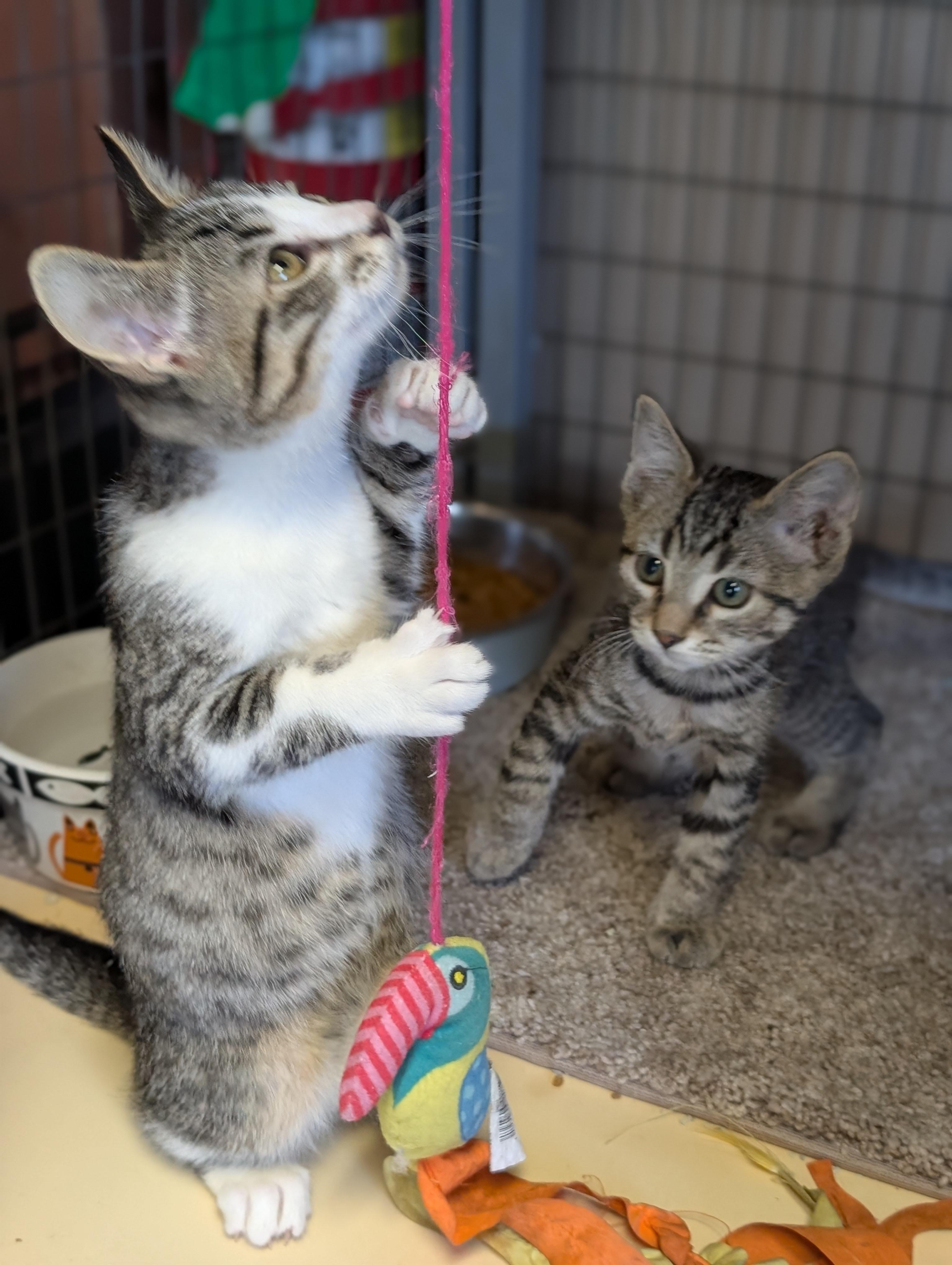Enlarge Kittens, a Adoptable mixed breed in COEUR D ALENE, ID image 6/6