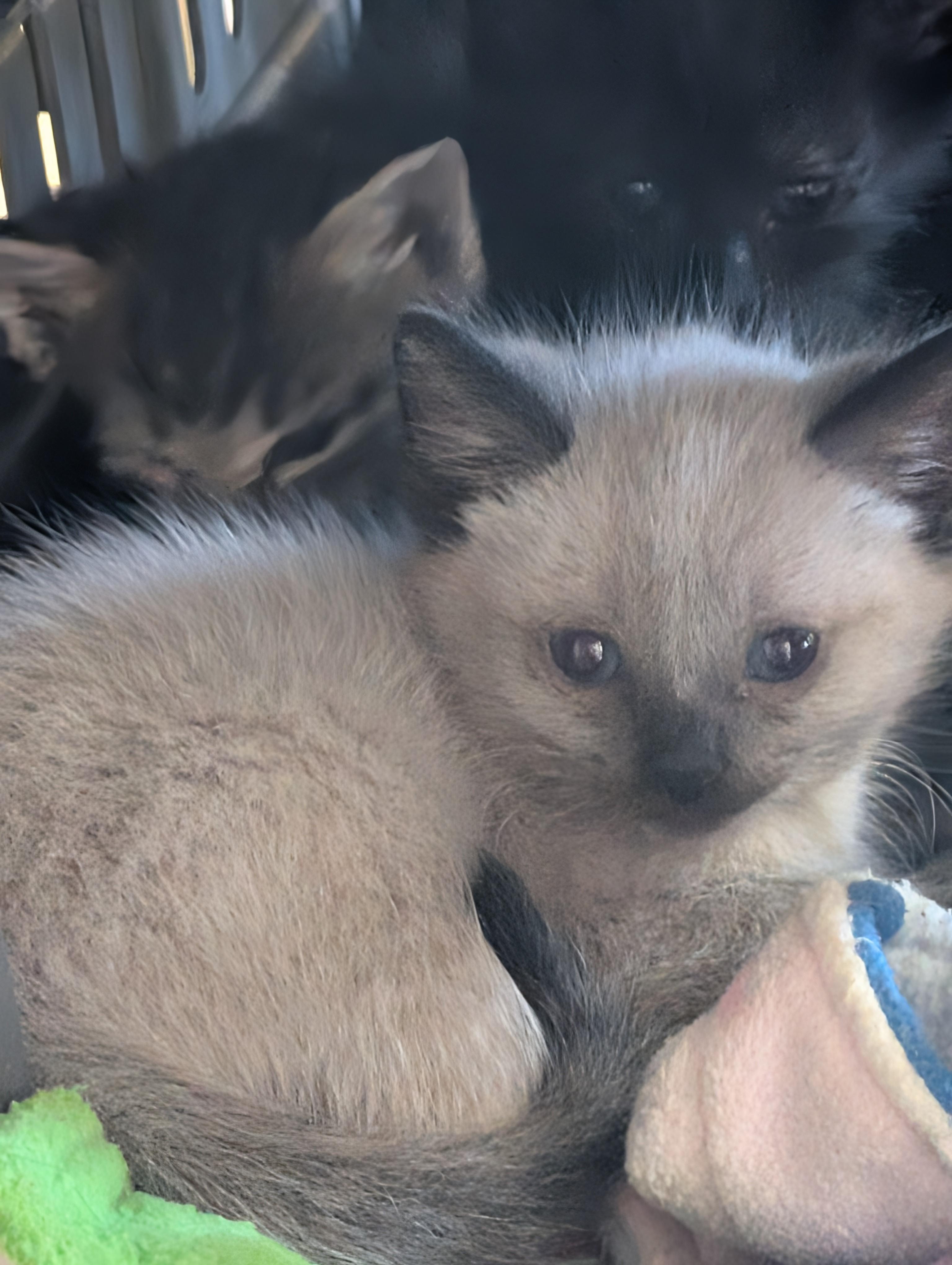 Enlarge Kittens, a ADOPTABLE mixed breed in COEUR D ALENE, ID image 2/5