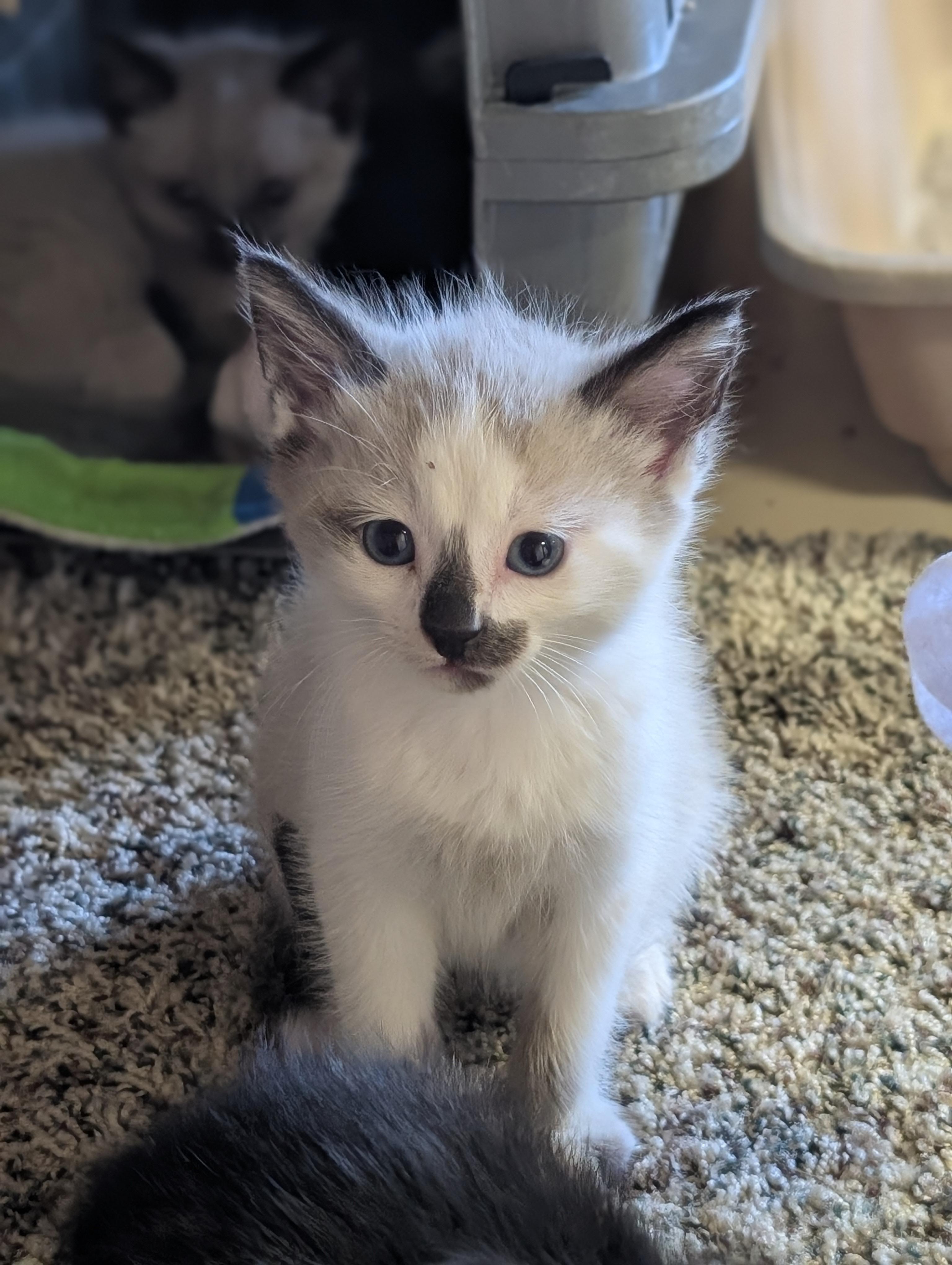 Enlarge Kittens, a ADOPTABLE mixed breed in COEUR D ALENE, ID image 1/5