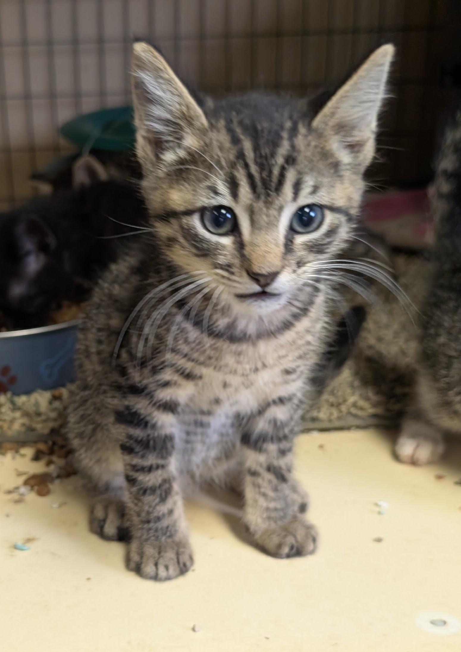 Enlarge Kittens, a Adoptable mixed breed in COEUR D ALENE, ID image 3/4