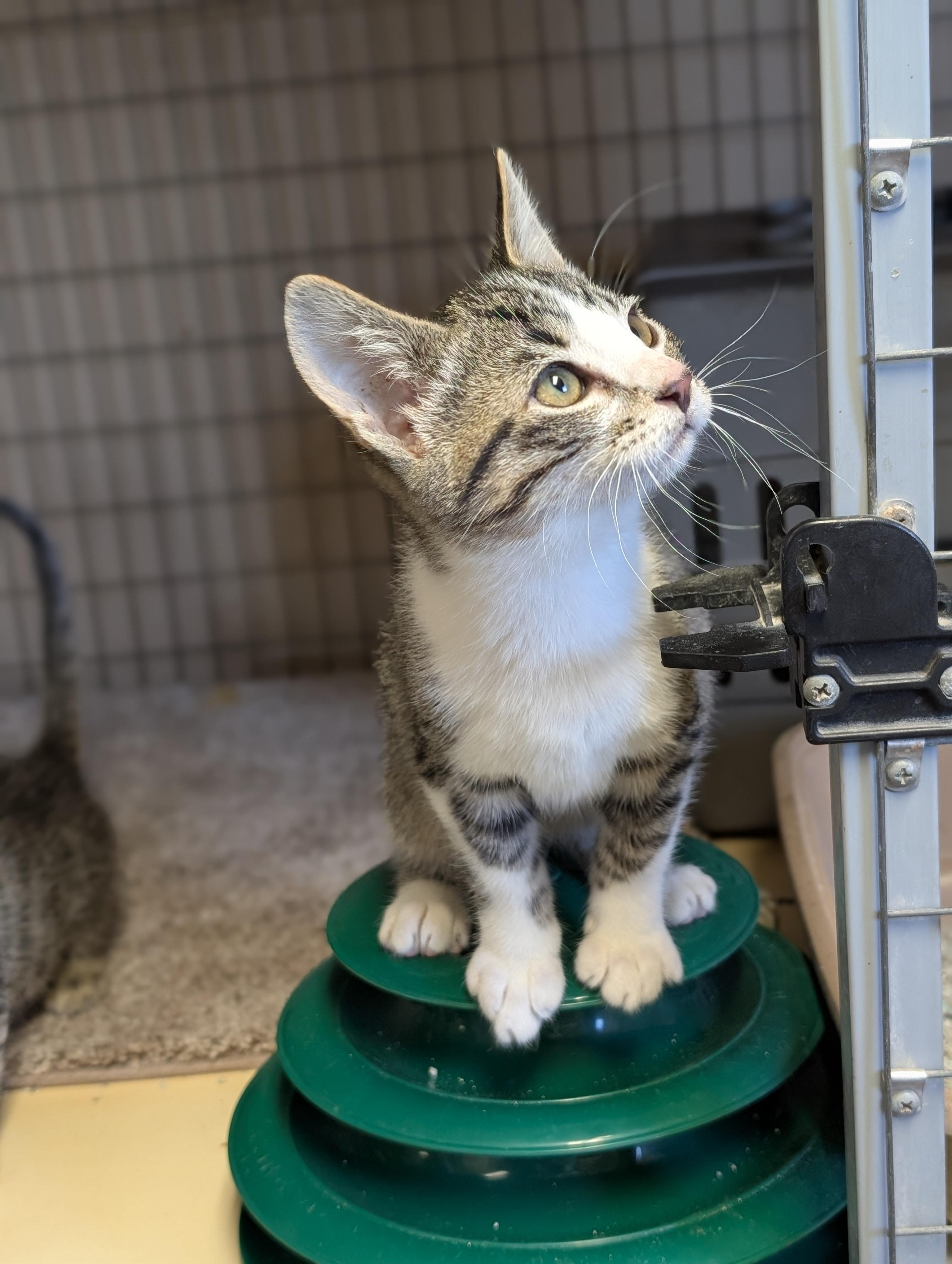 Enlarge Kittens, a Adoptable mixed breed in COEUR D ALENE, ID image 5/6