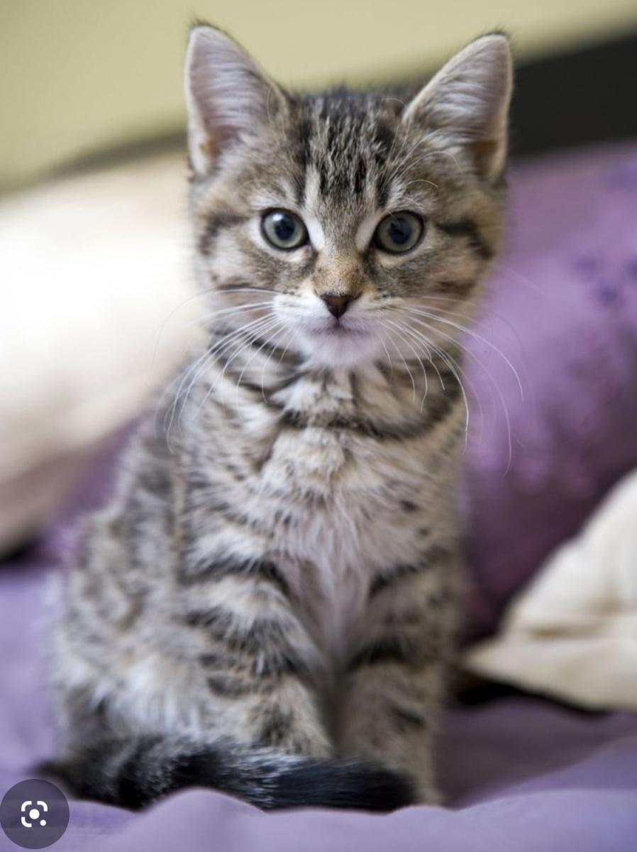 Enlarge Kittens, a ADOPTABLE mixed breed in COEUR D ALENE, ID image 5/5