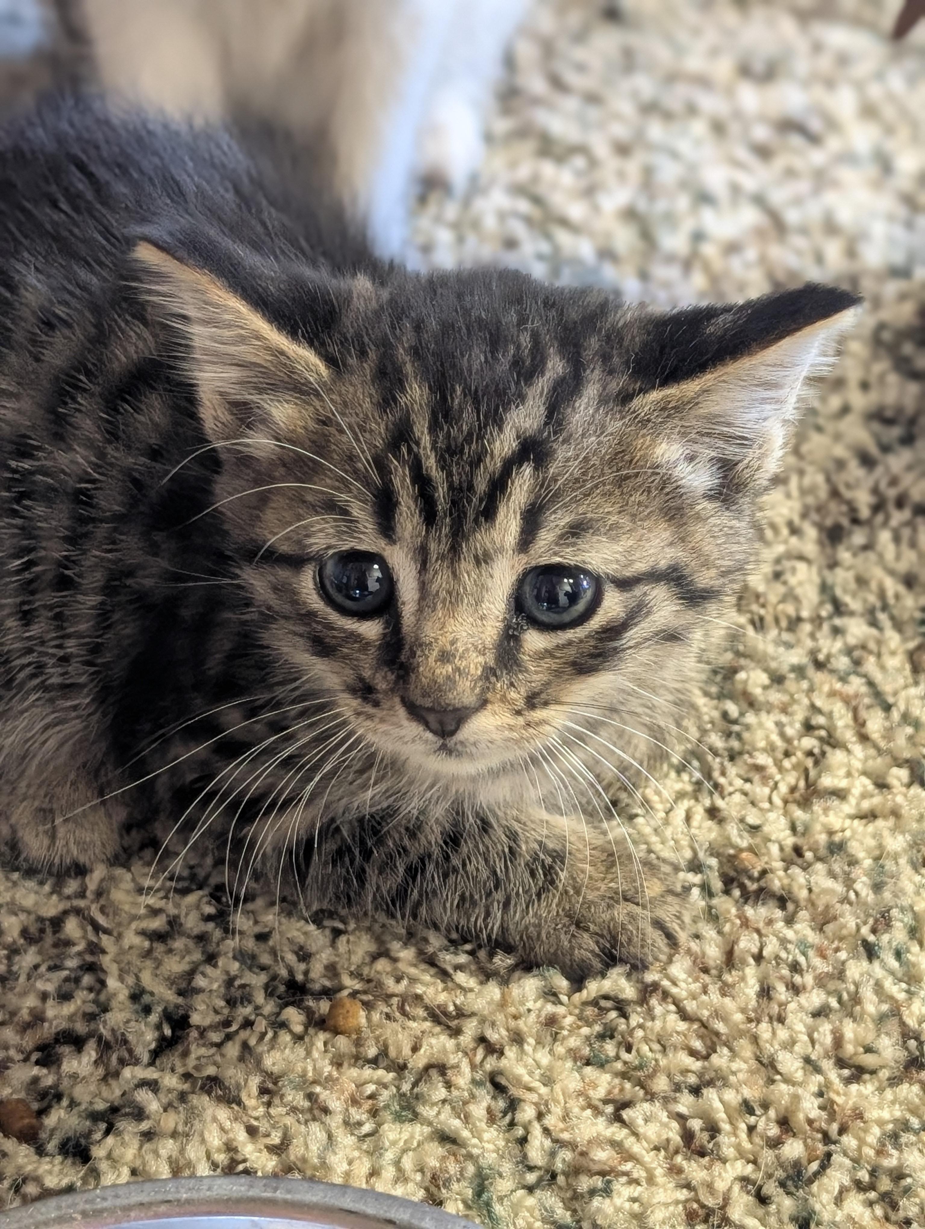Kittens, Adoptable, Kitten Male Siamese & Tabby.