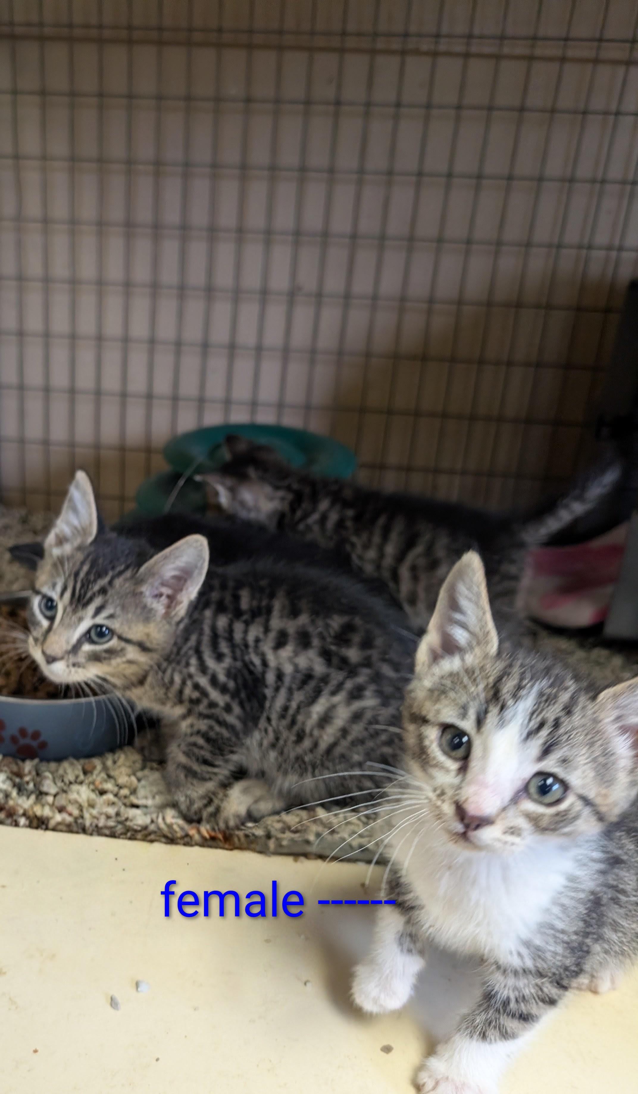 Enlarge Kittens, a Adoptable mixed breed in COEUR D ALENE, ID image 4/4