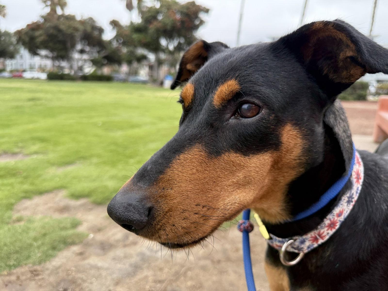 Jessie, Adoptable, Adult Female Mixed Breed.